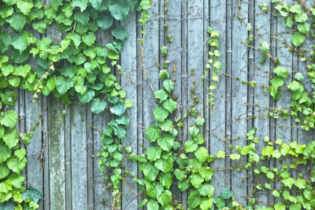 how to grow ivy on a fence