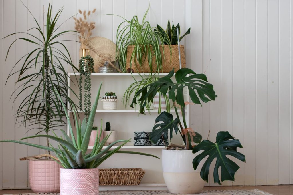how to keep indoor plants warm in winter