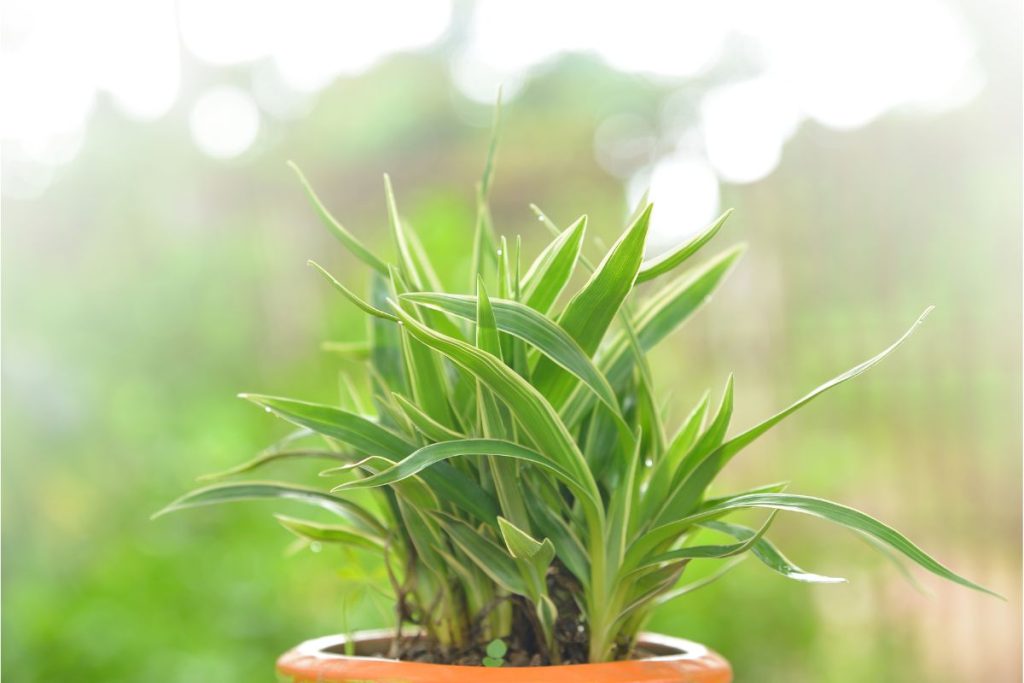 how to propagate spider plant babies