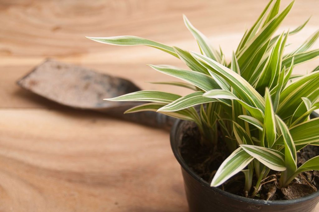 how to propagate spider plants