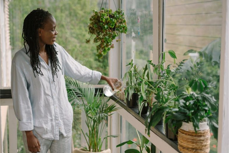 indoor plants for allergies