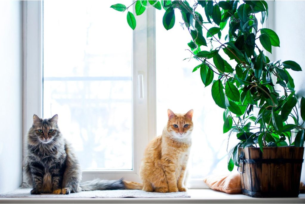 indoor tree plants safe for cats