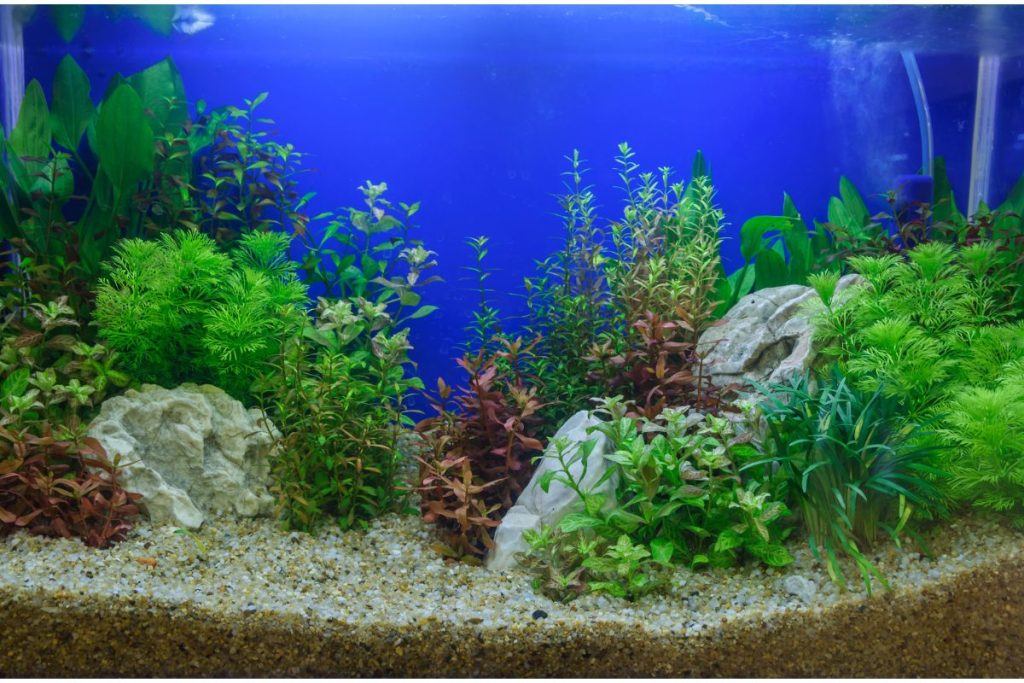 live aquarium plants for beginners