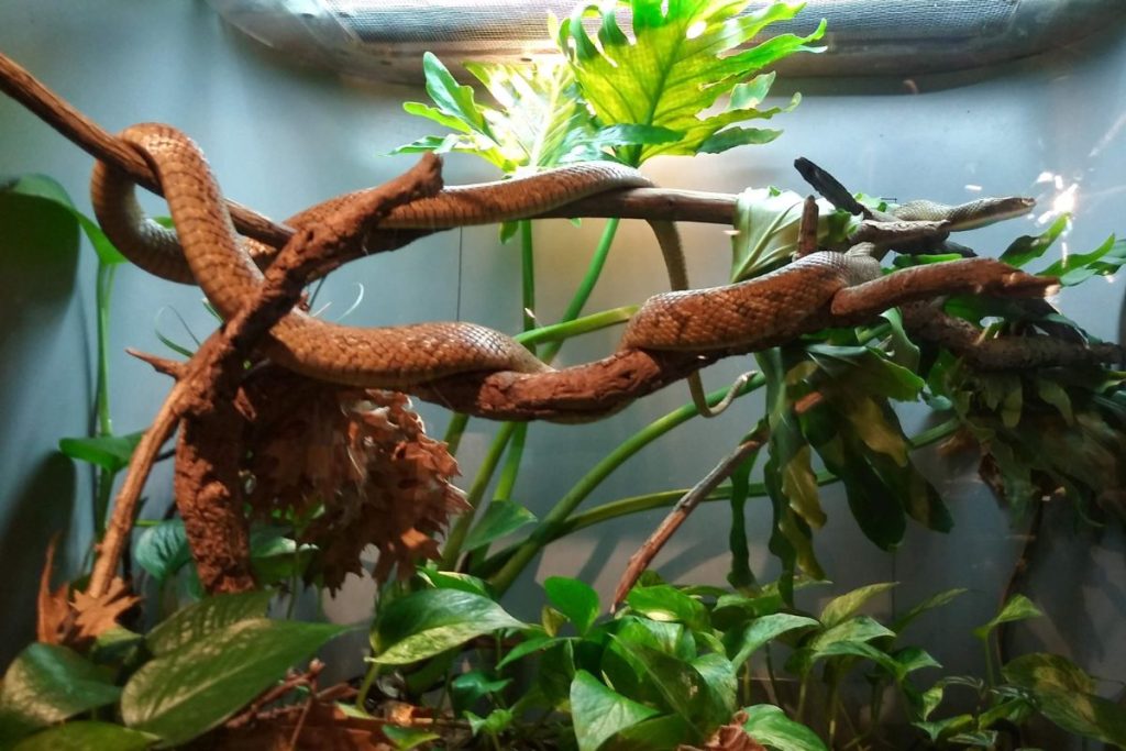 live plants for reptile terrarium