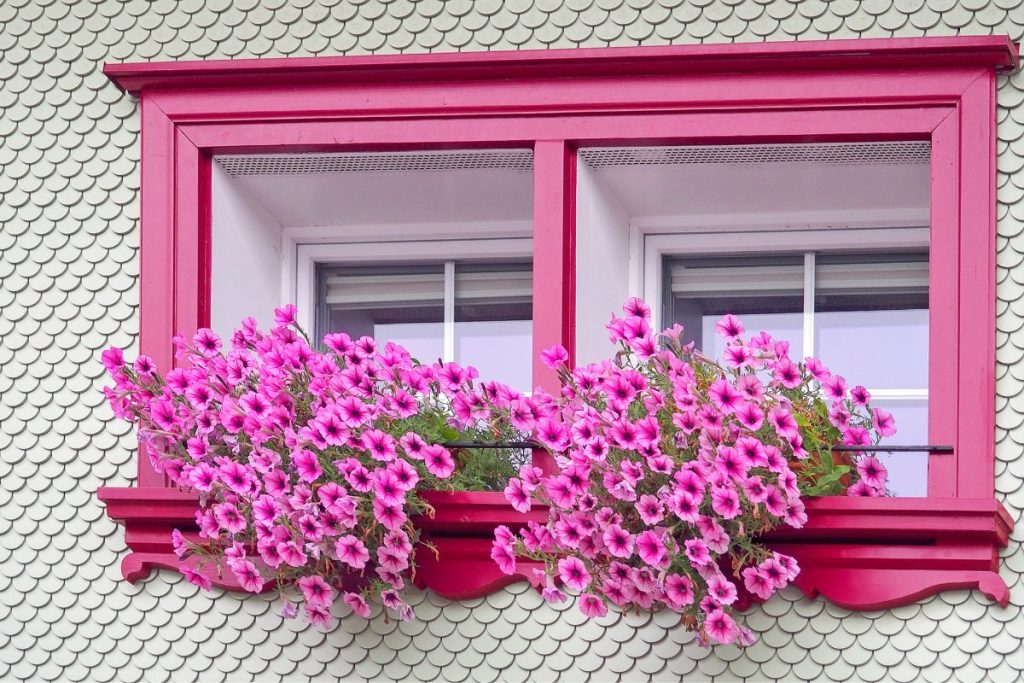 petunias for window boxes