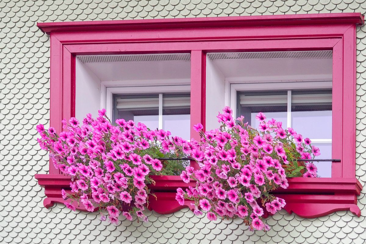 25 Best Trailing Plants For Window Boxes | Houseplant Alley