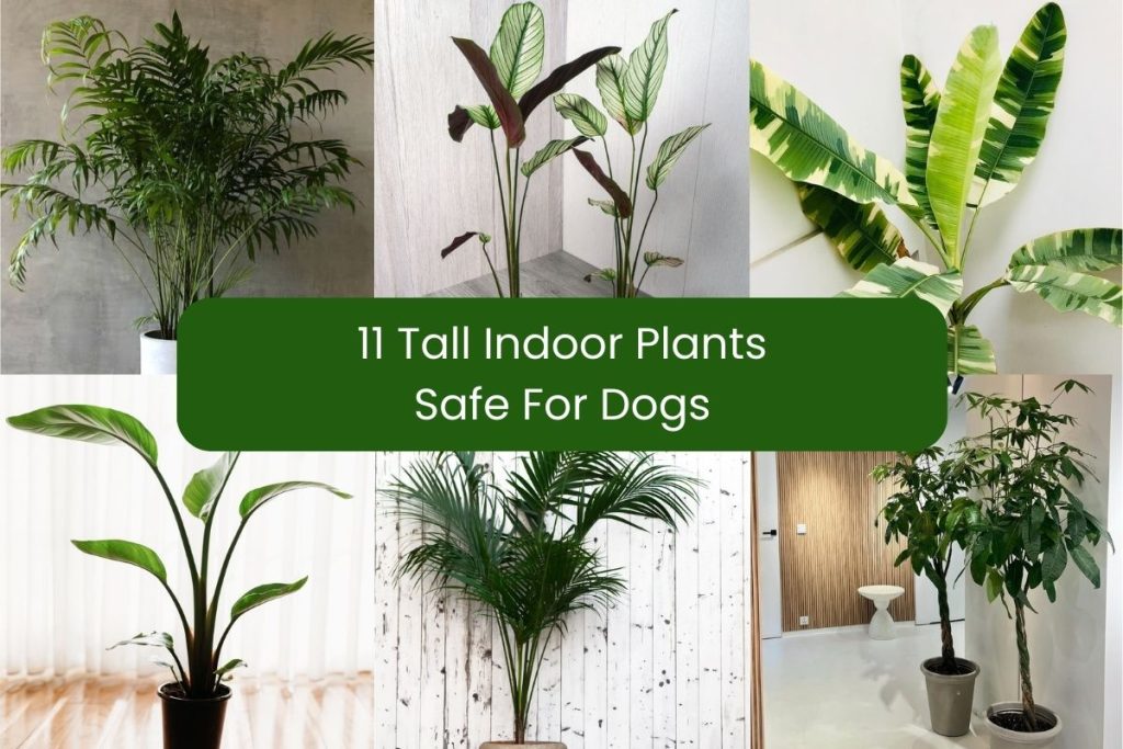 tall indoor plants safe for dogs