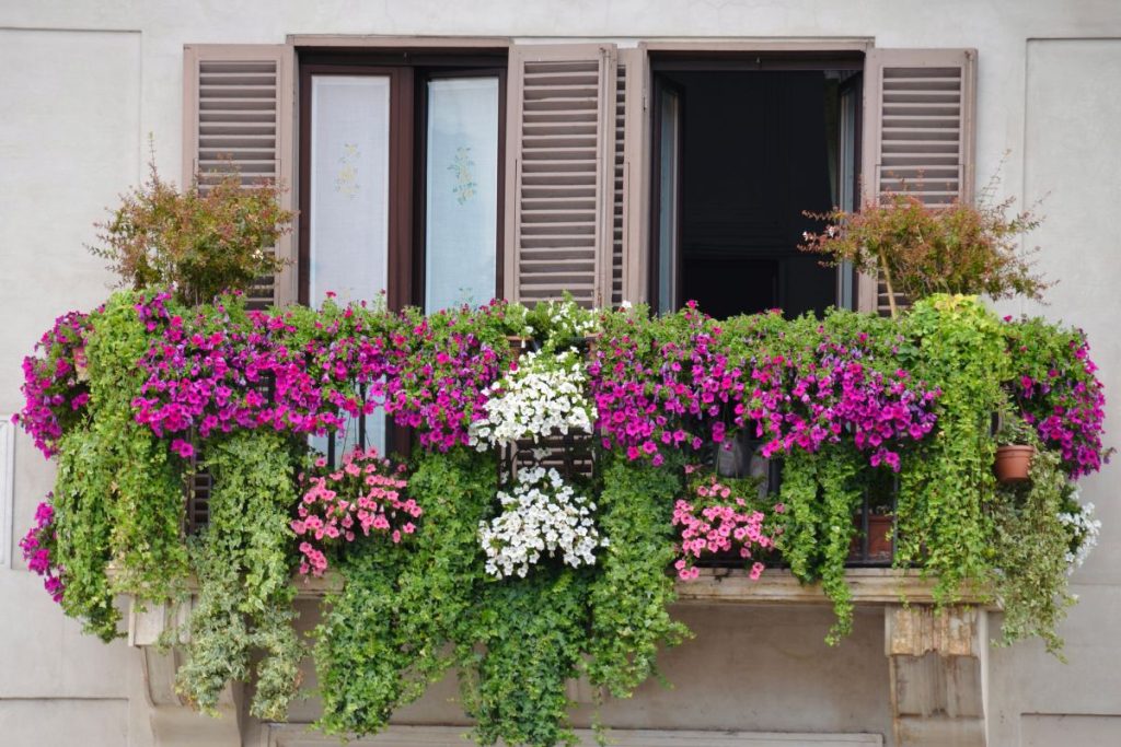 trailing plants for window boxes