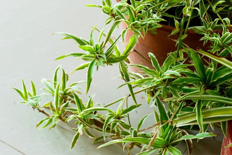 when do spider plants have babies