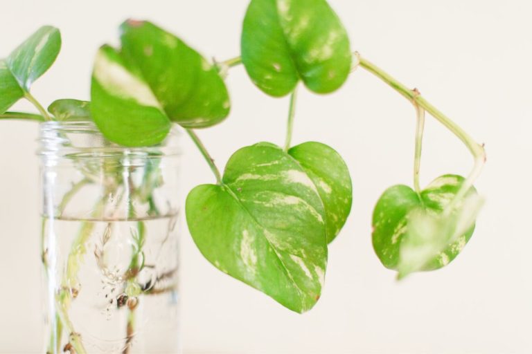 how to grow money plant in water
