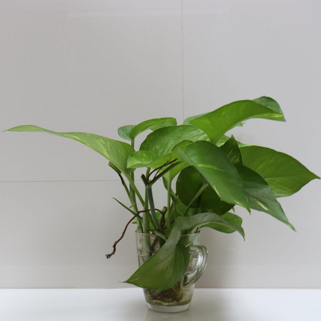 how to make money plant grow faster in water