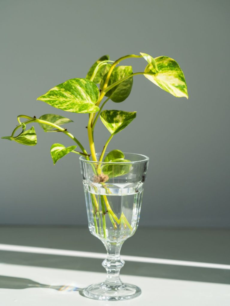 why grow money plant in water