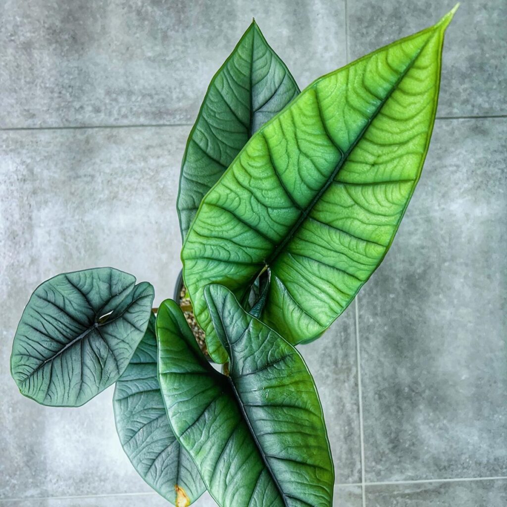 Alocasia Bisma