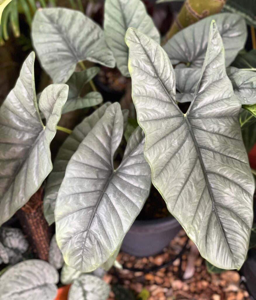 Alocasia Corazon