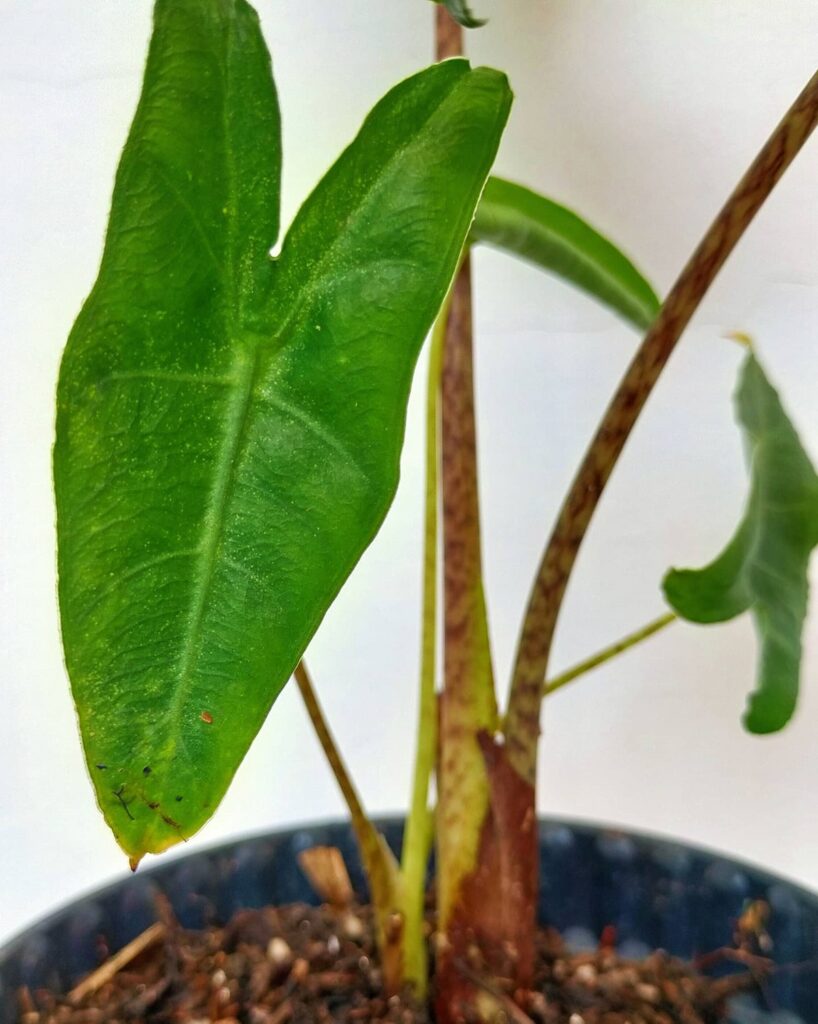 Alocasia Pasapa