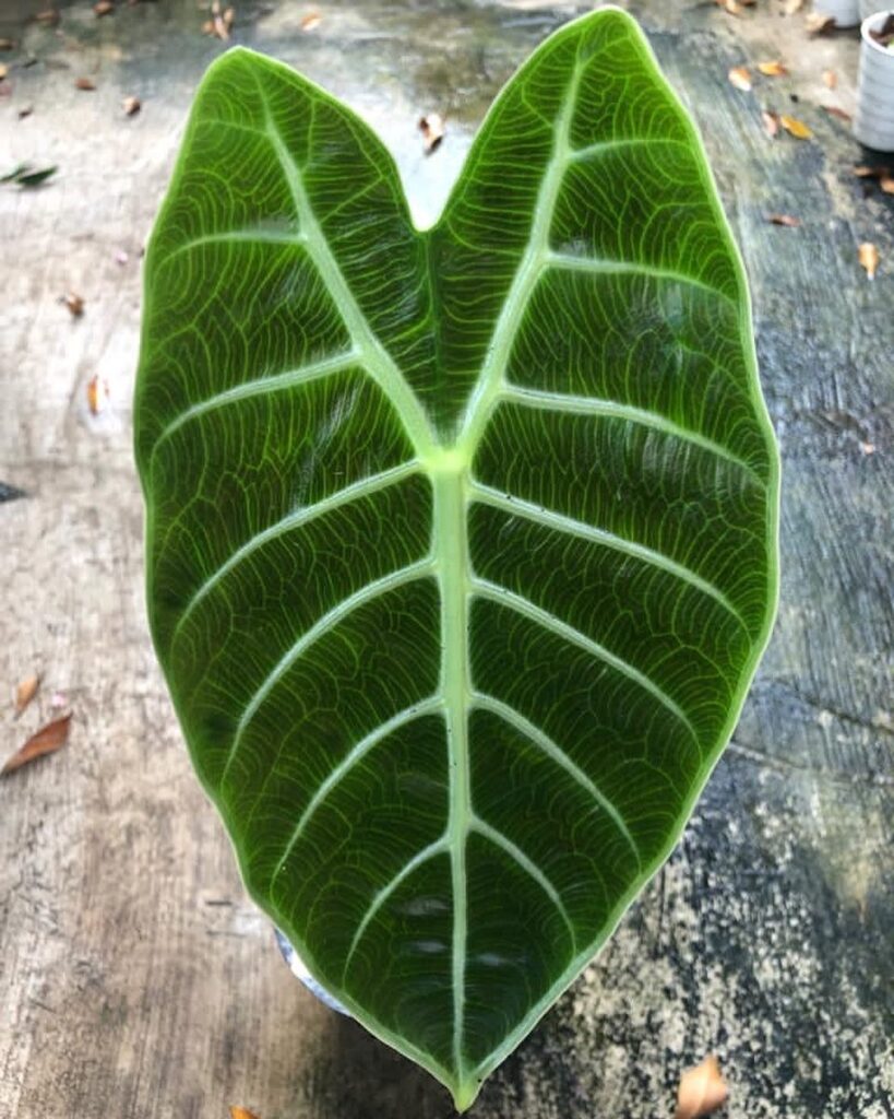Alocasia Price of Curup