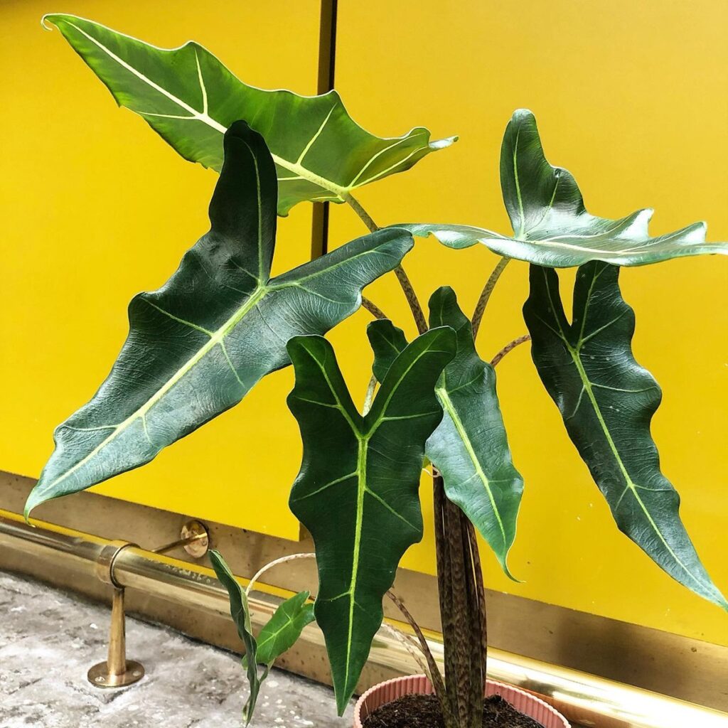 Alocasia Sarian