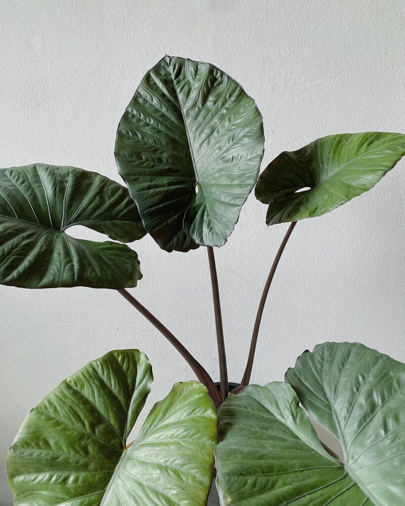 Alocasia Serendipity