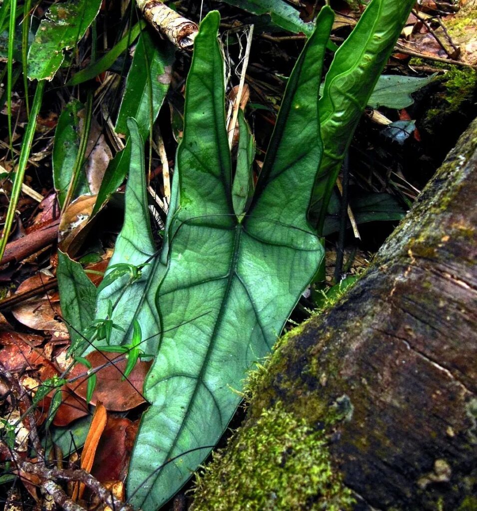 Alocasia ramosii