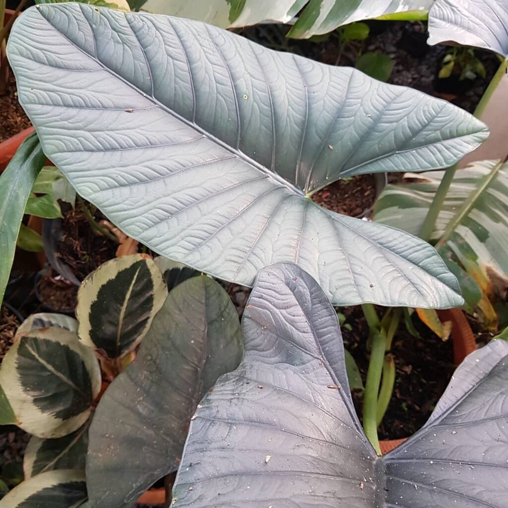 Alocasia reginae