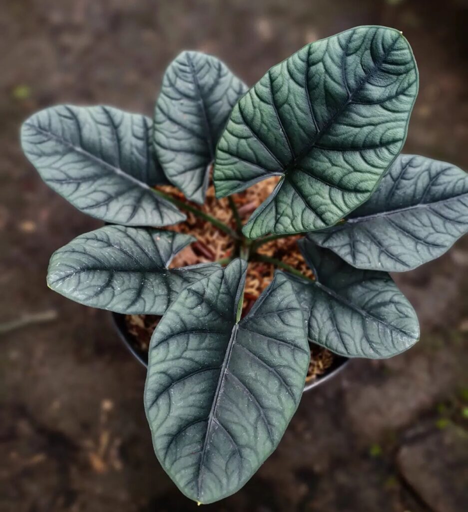Alocasia reginae Elaine