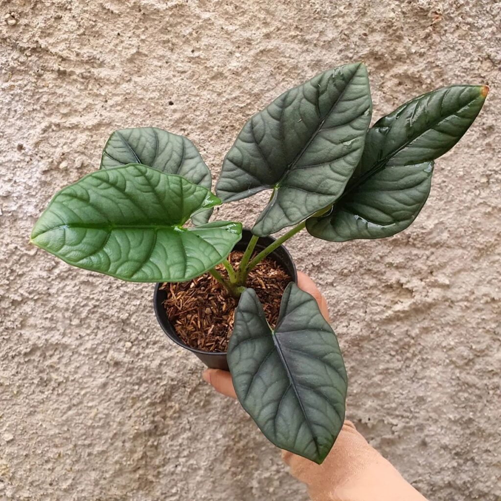 Alocasia reginae Miri