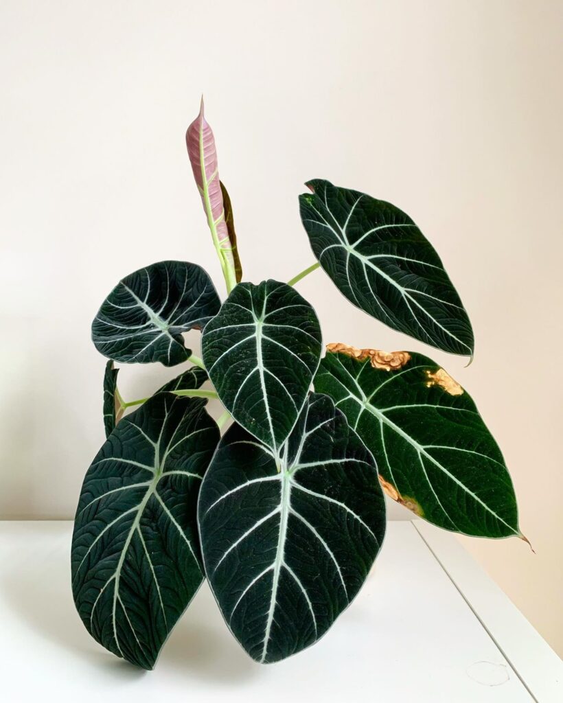 Alocasia reginula