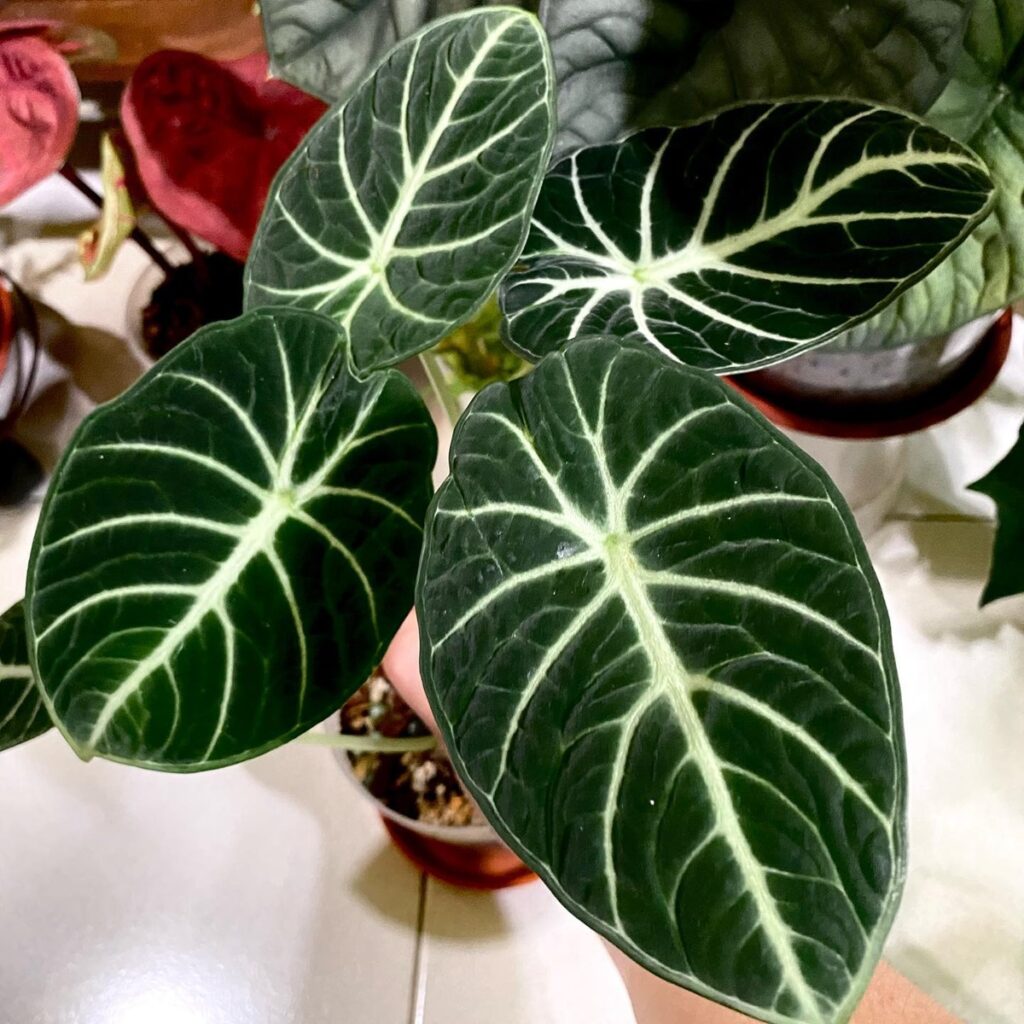 Alocasia reginula Black Ninja
