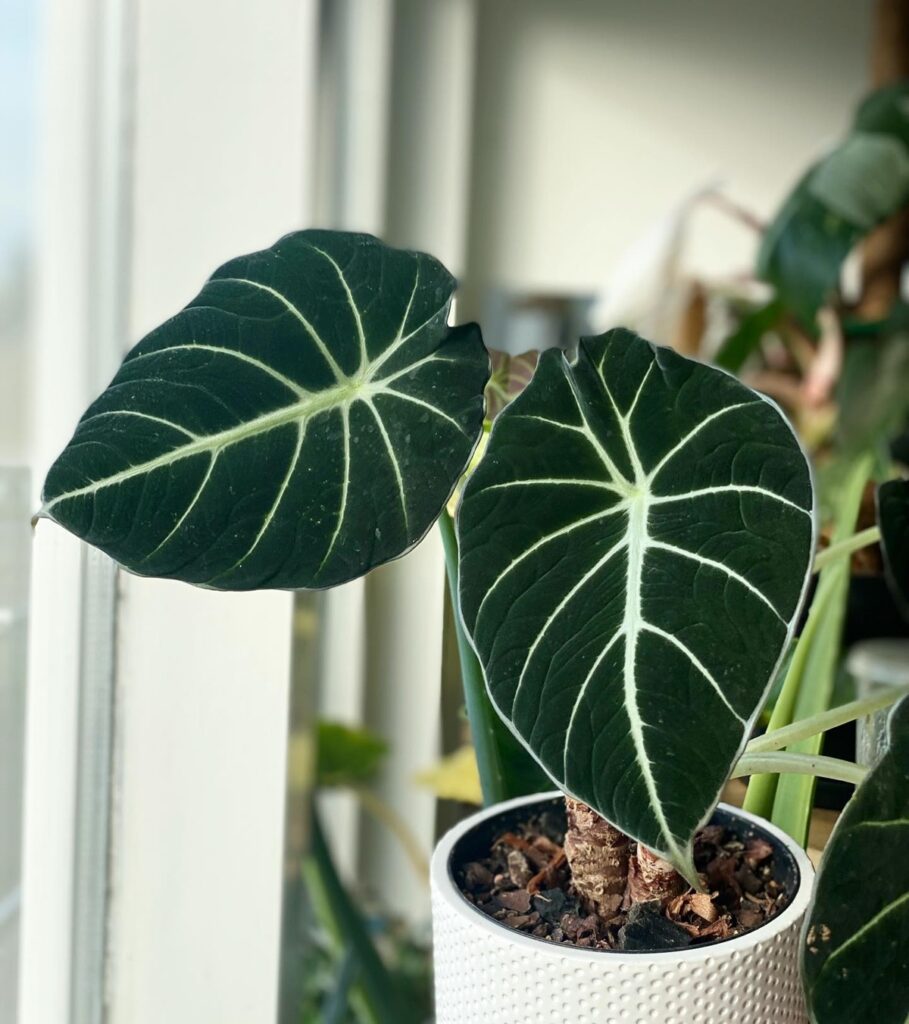 Alocasia reginula Black Velvet