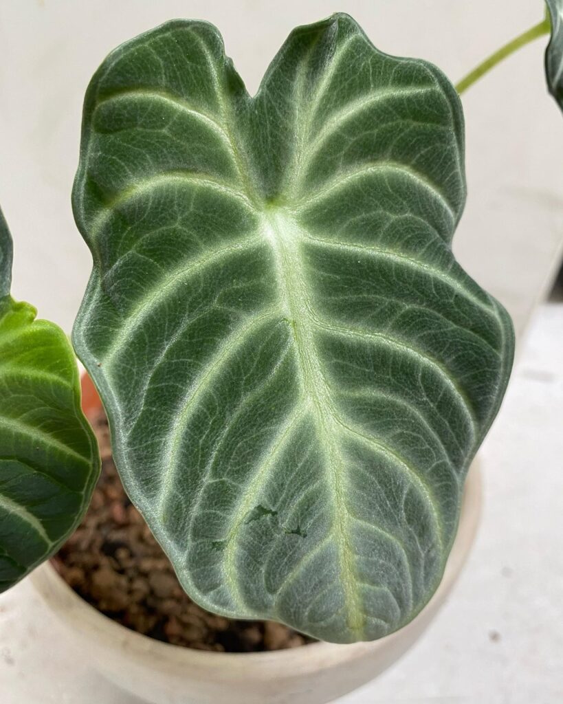 Alocasia reginula Silver Velvet