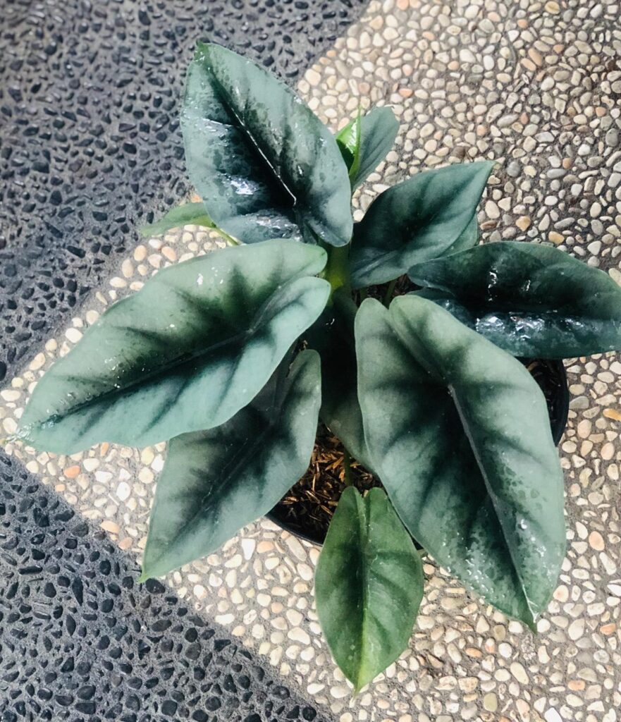 Alocasia reversa