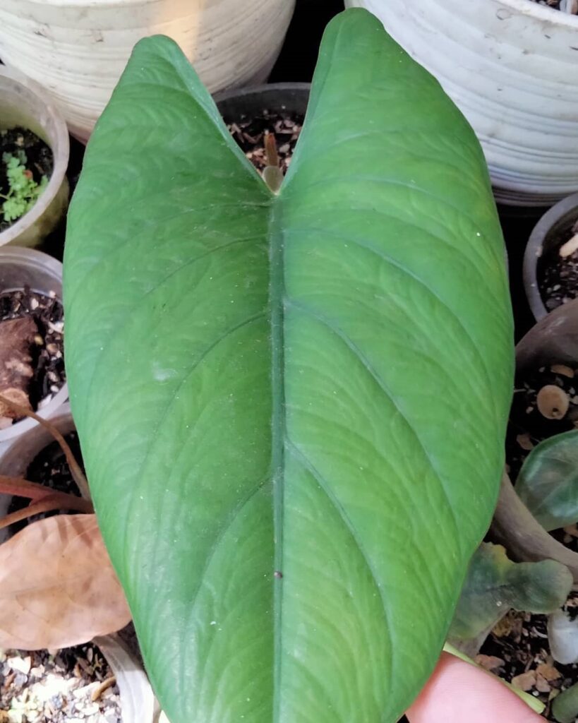 Alocasia ridleyi