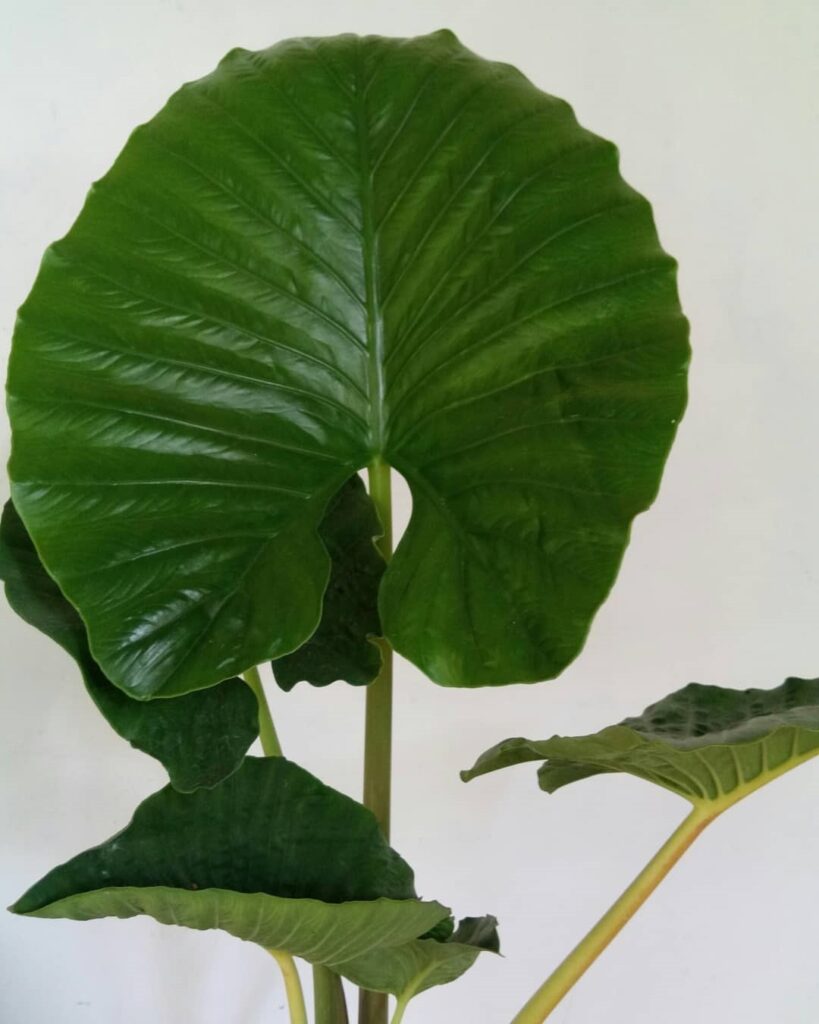 Alocasia robusta
