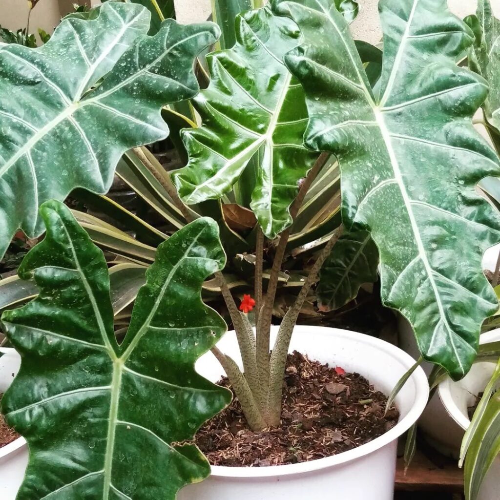 Alocasia sanderiana