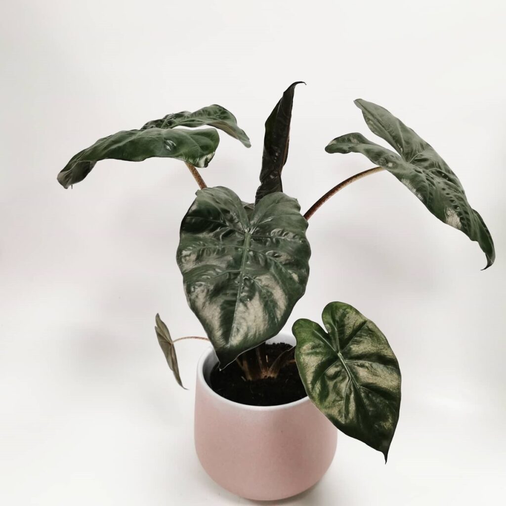 Alocasia sarawakensis