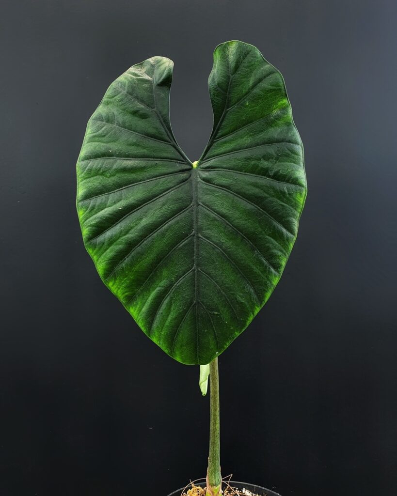 Alocasia scabriuscula