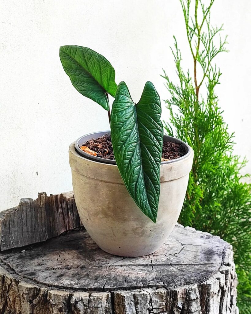 Alocasia scalprum
