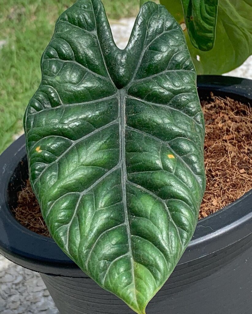 Alocasia sinuata
