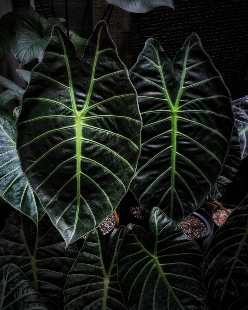 Alocasia suhirmaniana