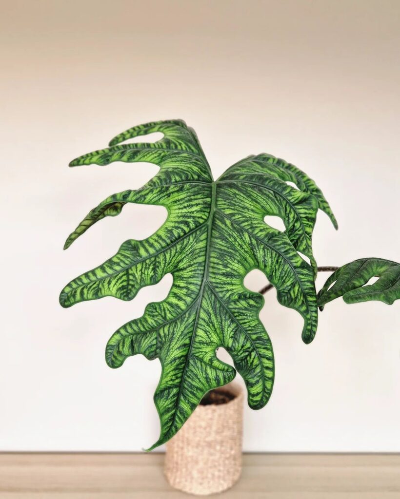 Alocasia tandurusa