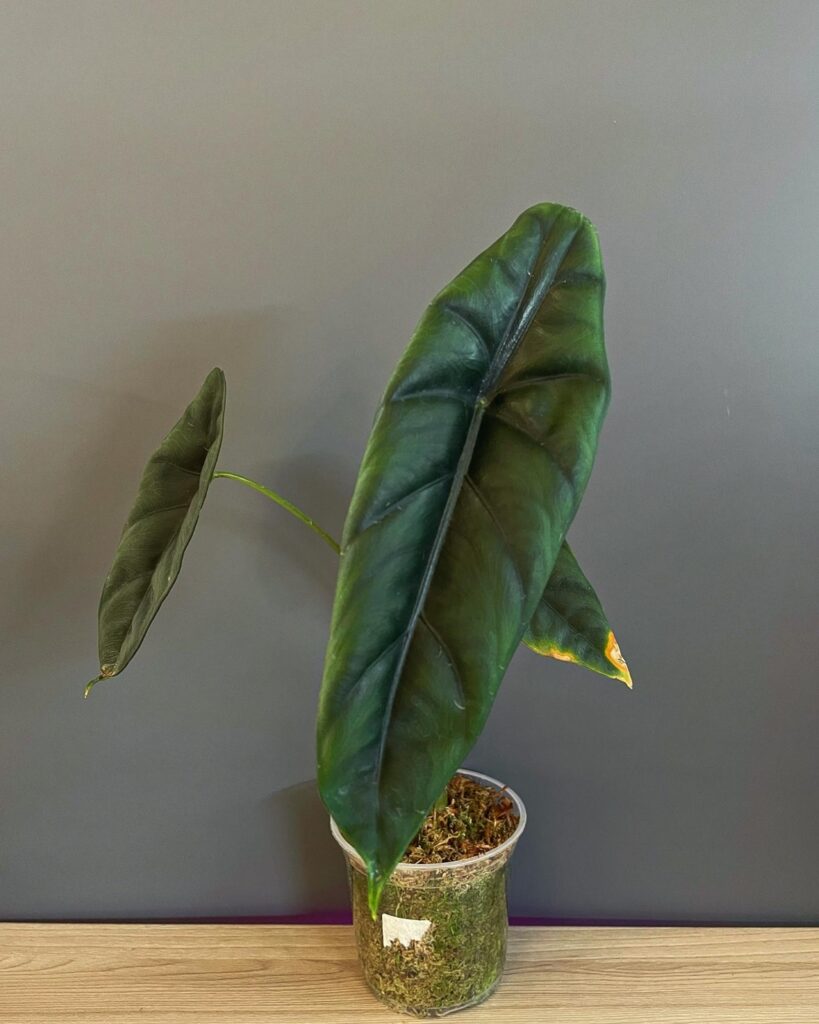 Alocasia venusta