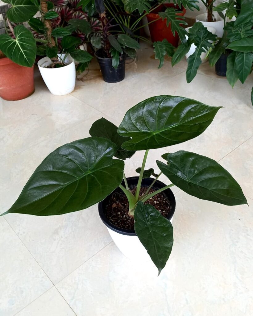 Alocasia wentii