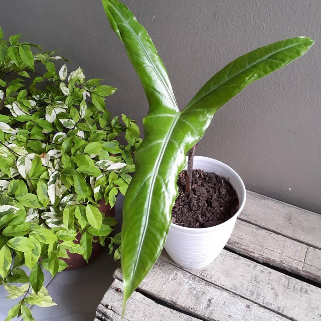 Alocasia wongii