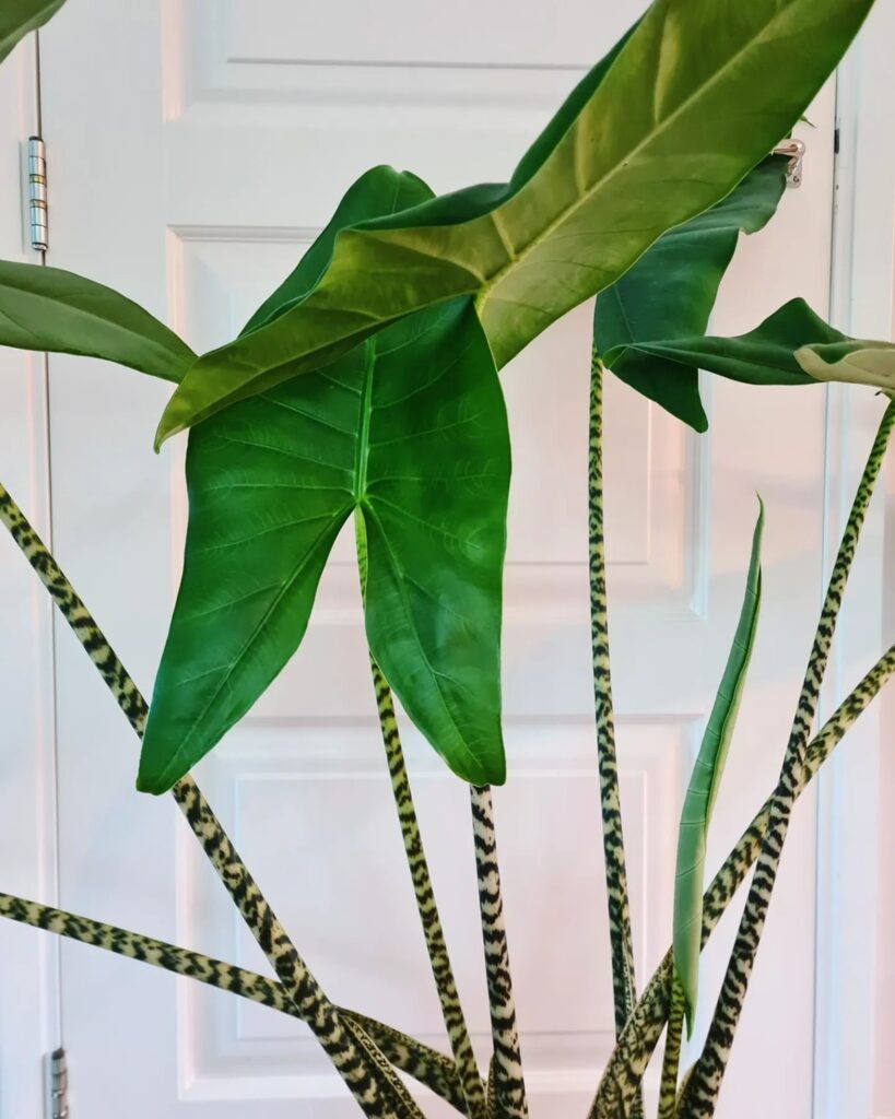 Alocasia zebrina