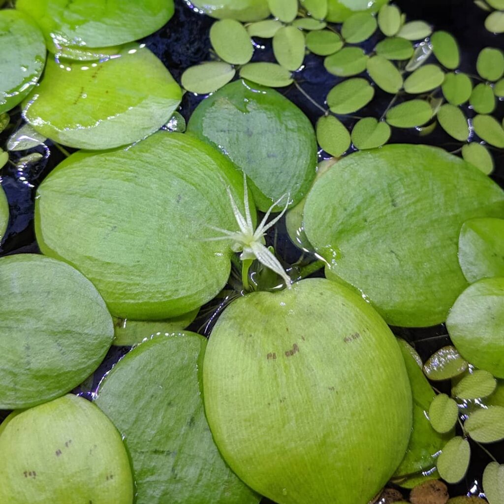 Amazon frogbit