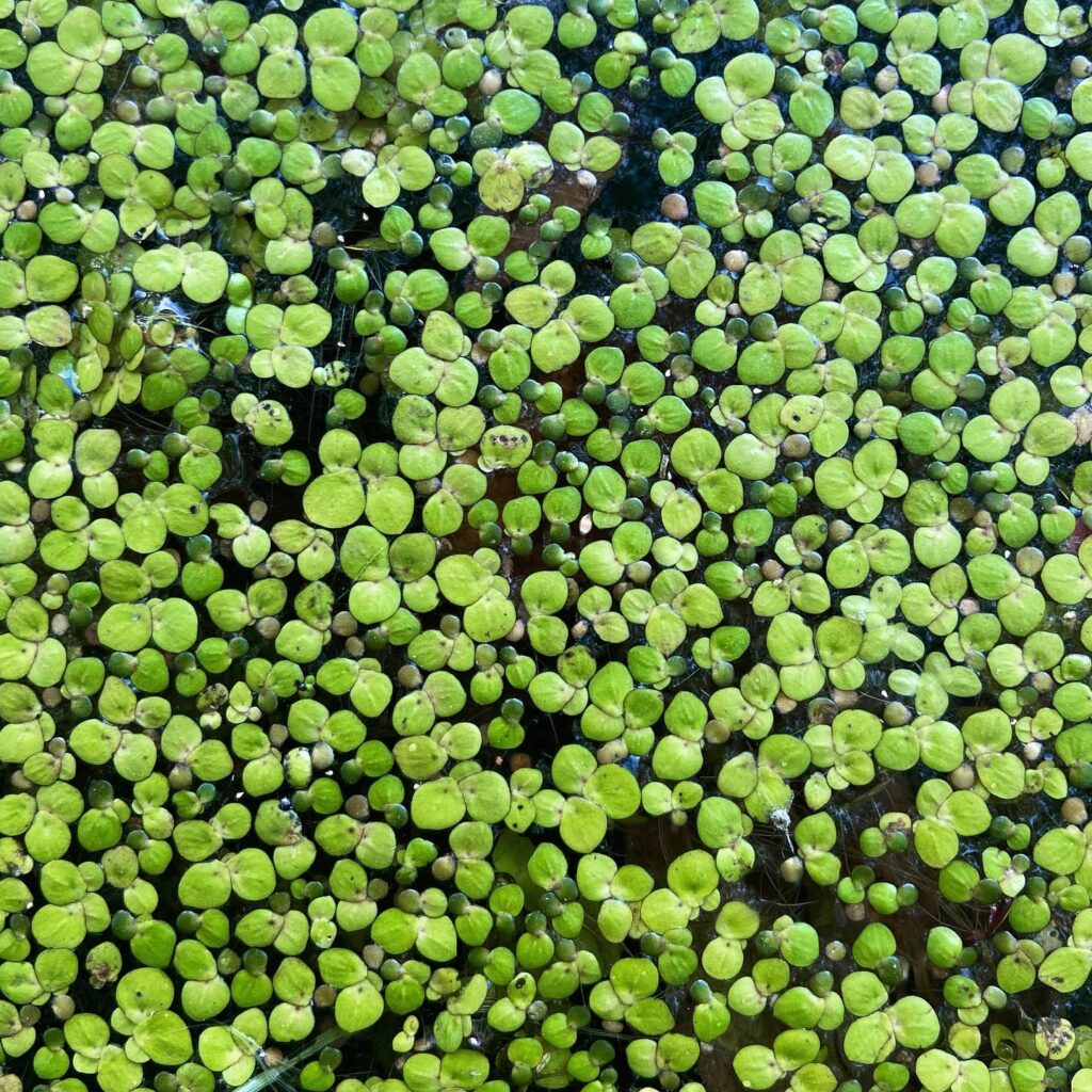 duckweed