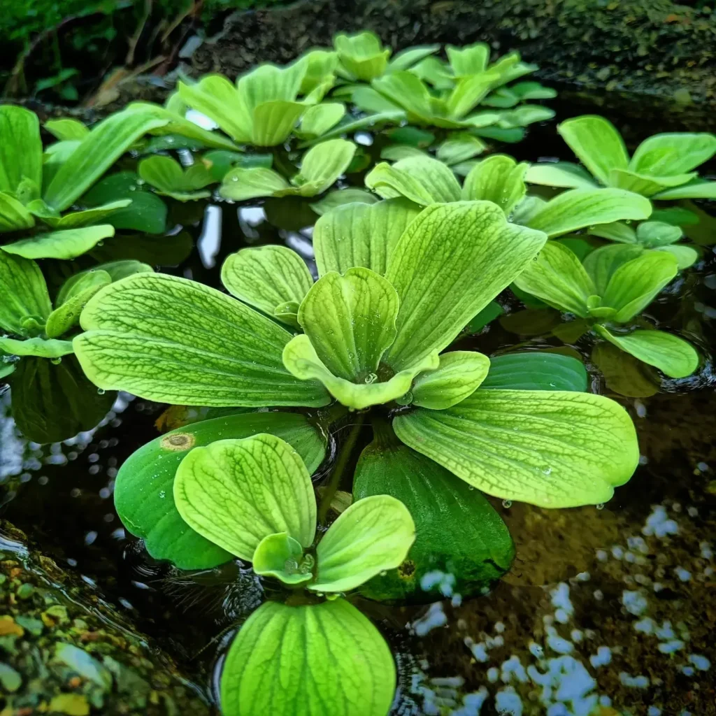 water lettuce