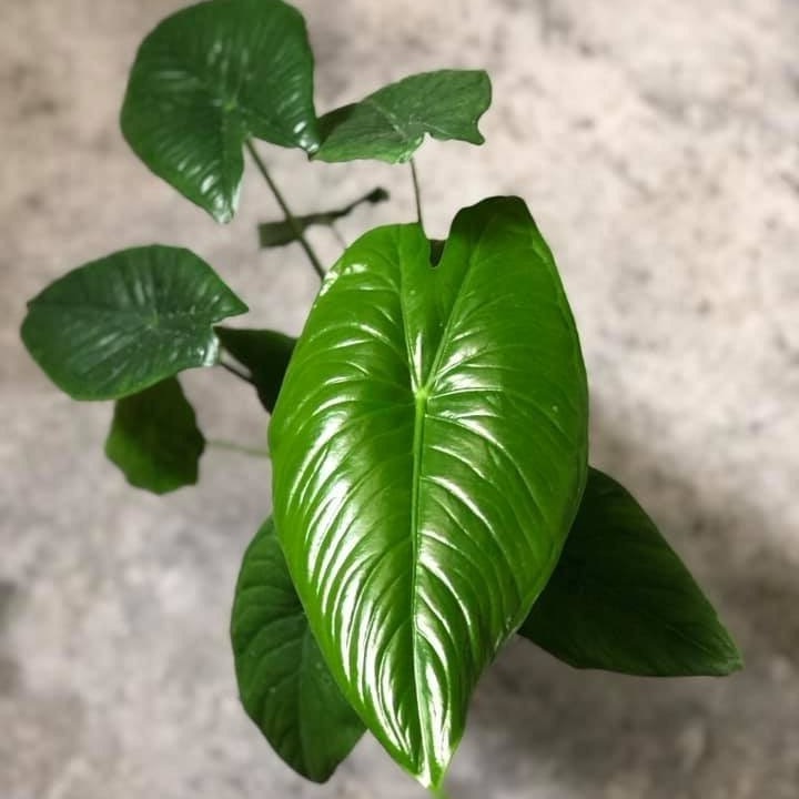 Alocasia acuminata