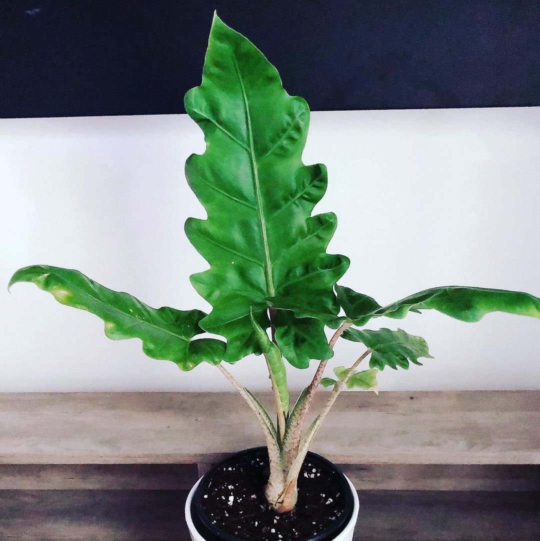 Alocasia boa