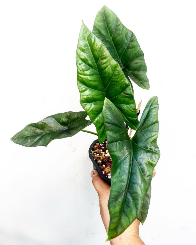 Alocasia boyceana